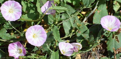 Field Bindweed