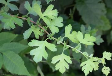 image for Common Hawthorn type 93