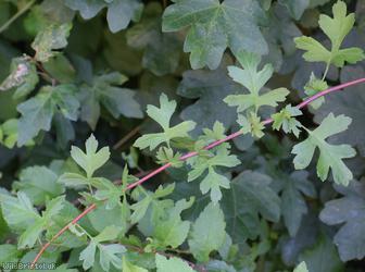 Common Hawthorn type 93