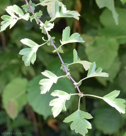 image for Common Hawthorn type 94