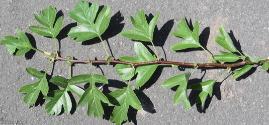 Common Hawthorn type 94