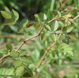 Small-flowered Sweet-briar