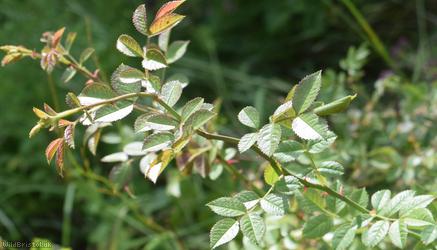 Small-flowered Sweet-briar