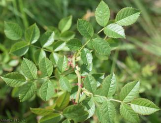Small-flowered Sweet-briar