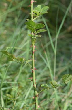 Small-flowered Sweet-briar