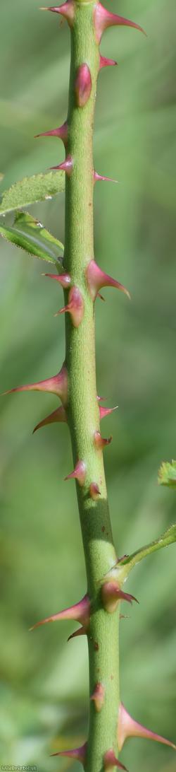 Small-flowered Sweet-briar