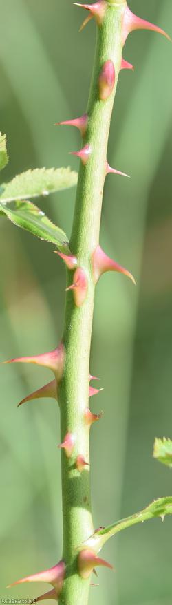Small-flowered Sweet-briar