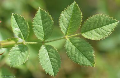Small-flowered Sweet-briar