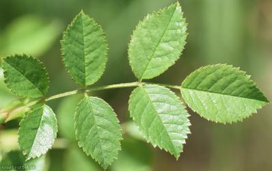 Small-flowered Sweet-briar