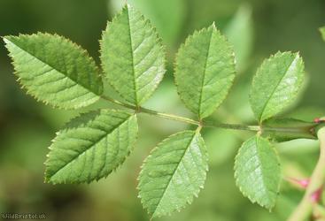 Small-flowered Sweet-briar