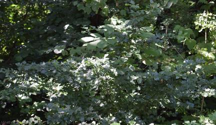 Common Hawthorn type 98