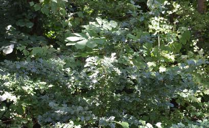 Common Hawthorn type 98