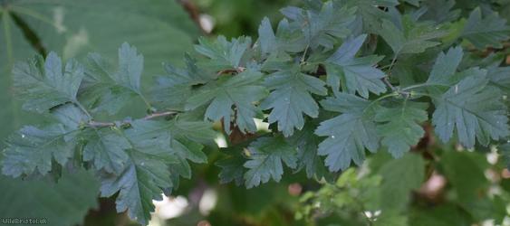 Common Hawthorn type 98