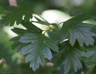 Common Hawthorn type 98