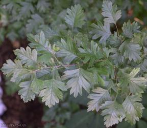 Common Hawthorn type 98
