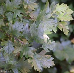 Common Hawthorn type 98