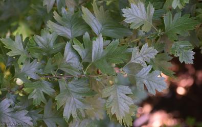 Common Hawthorn type 98