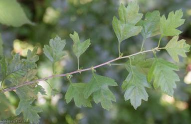 Common Hawthorn type 98