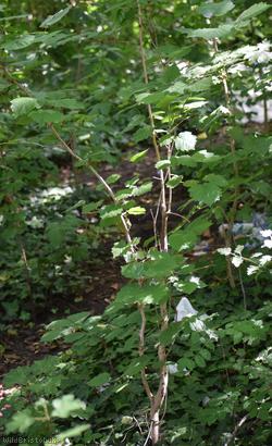 Turkish Hazel