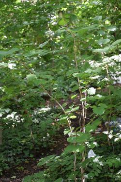 Turkish Hazel