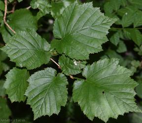 Turkish Hazel