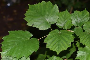 Turkish Hazel