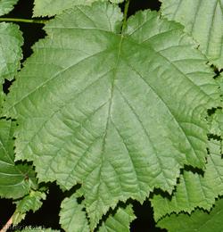 Turkish Hazel