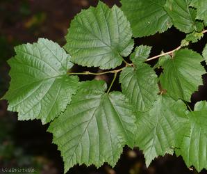image for Turkish Hazel