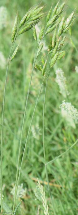 Lesser Soft-brome