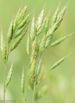 Lesser Soft-brome