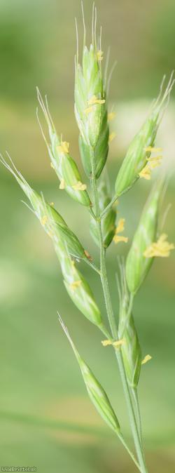 Lesser Soft-brome