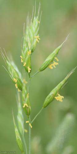 Lesser Soft-brome