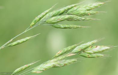Lesser Soft-brome