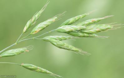 Lesser Soft-brome