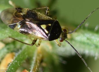 image for Orthops basalis