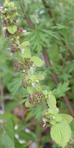 Black Horehound