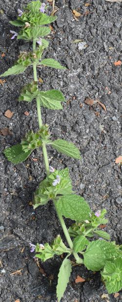 Black Horehound