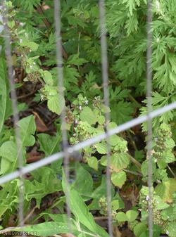 Black Horehound