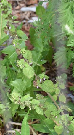 Black Horehound