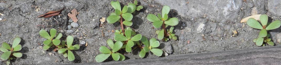 Common Purslane