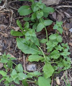 Scarlet Pimpernel