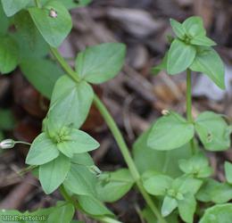 Scarlet Pimpernel