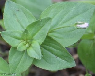 Scarlet Pimpernel