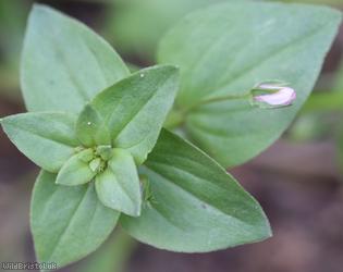 Scarlet Pimpernel