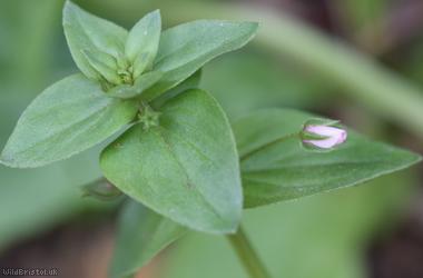 Scarlet Pimpernel