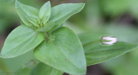 Scarlet Pimpernel