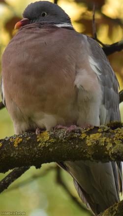 Wood Pigeon