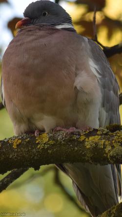 Wood Pigeon
