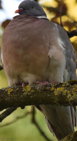 Wood Pigeon