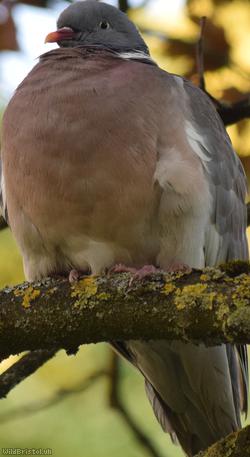 Wood Pigeon